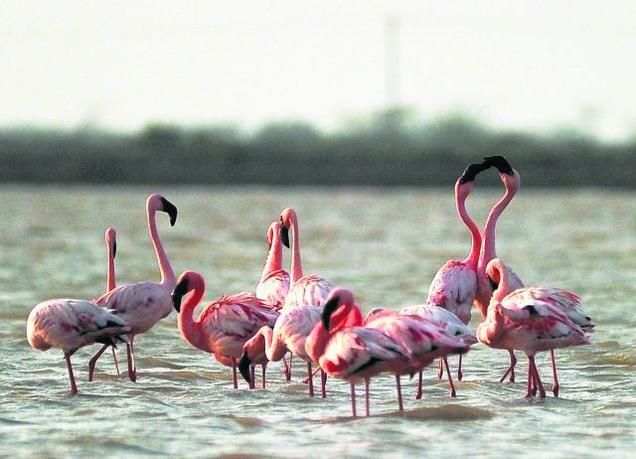 Kutch Bird Sanctuary — Kutch sightseeing taxi by Amber Tours and Travels