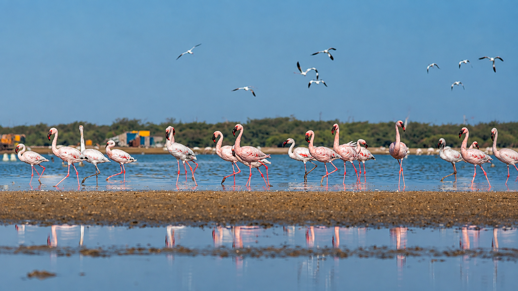 Migratory birds at Kutch Bird Sanctuary